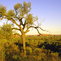 sonnenuntergang im outback 1